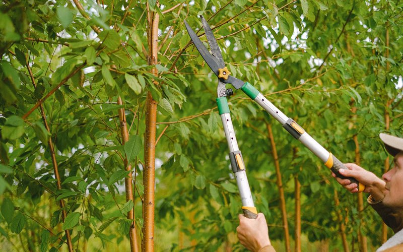Tree trimming in Donaldson, IN